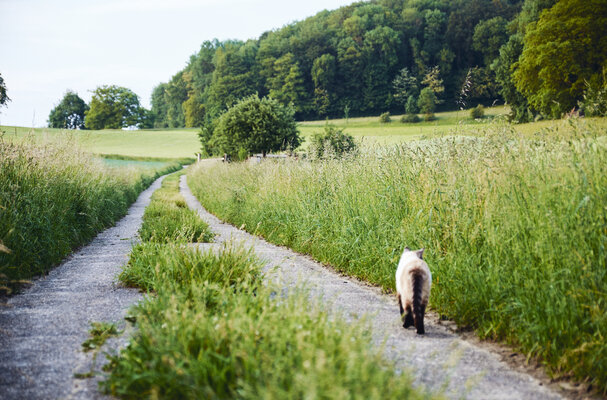 18-05-18_Katzen_12-50-02(FujiX-T1).jpg