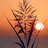 Sundown Rising