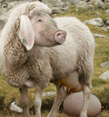eierlegende_wollmilchsau.gif