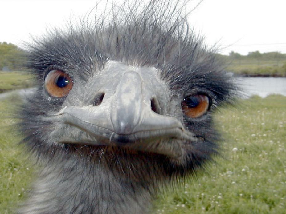 emu_Fun_Friday.jpg