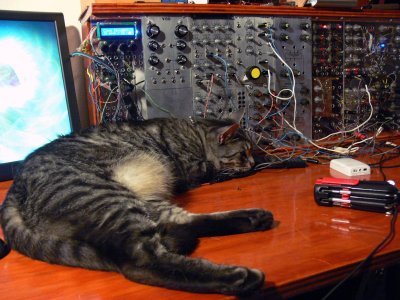 catsynth-0308-400.jpg