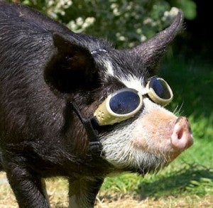 hollywood_pig-300x293.jpg