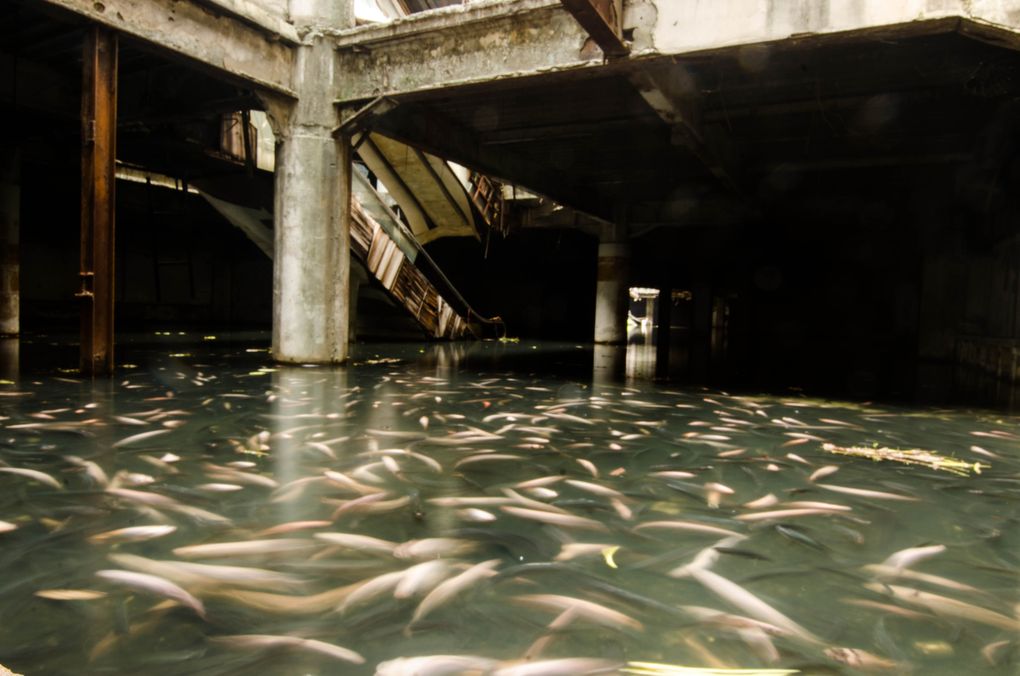 fishmall.0.jpg