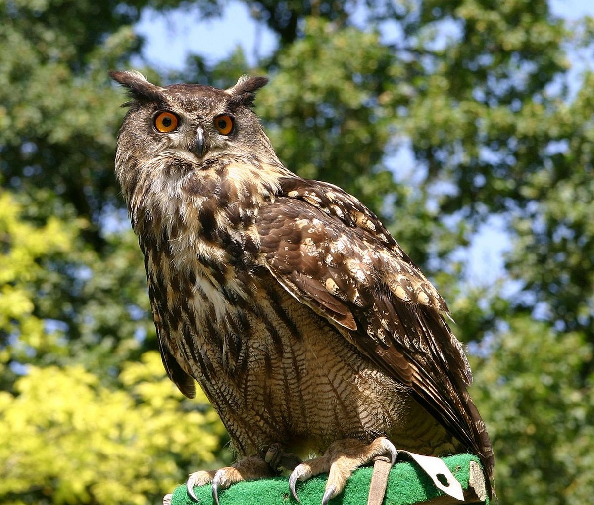 www.deutsche-vogelstimmen.de