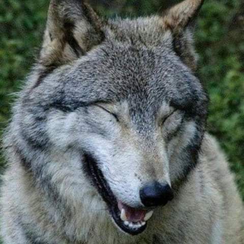 7b4f6bc3c099a90a188a1275d23b7439--lone-wolf-timber-wolf.jpg