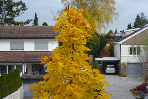 herbst2.jpg