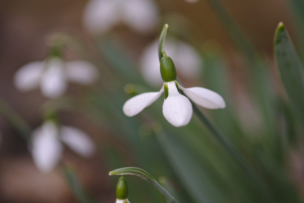 fruehling3.jpg