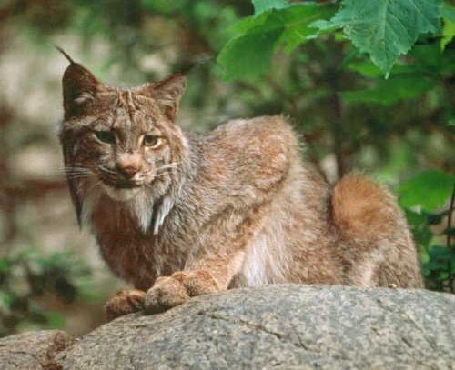 lynx.jpg