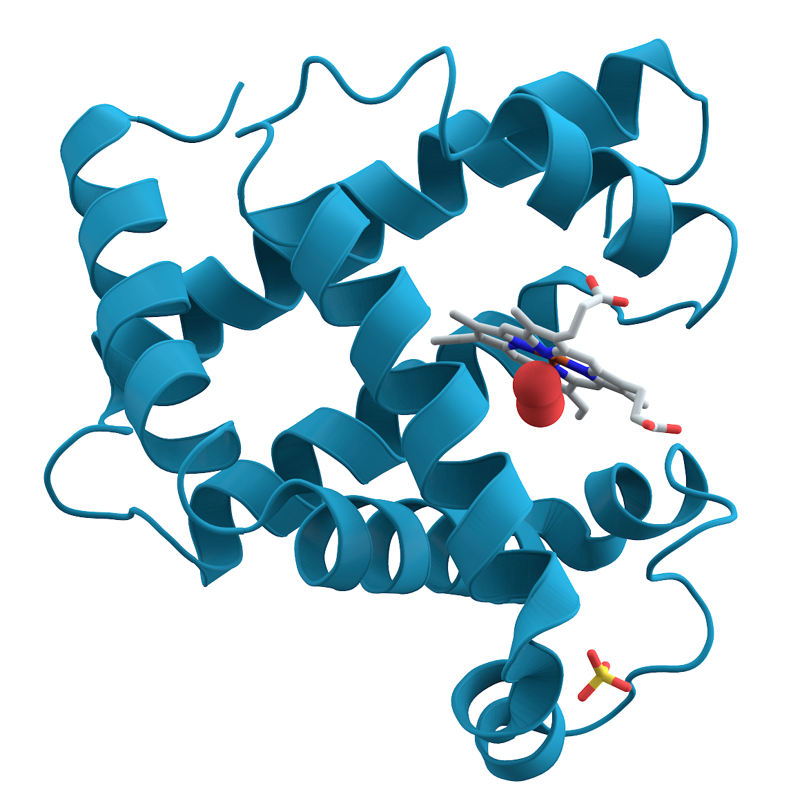 Myoglobin.png