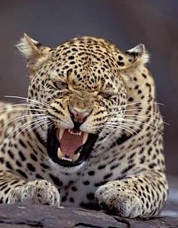 mz00044-leopard.jpg