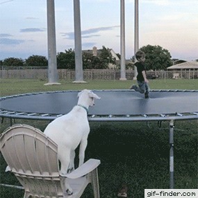 Two-white-kids-on-a-trampoline.gif