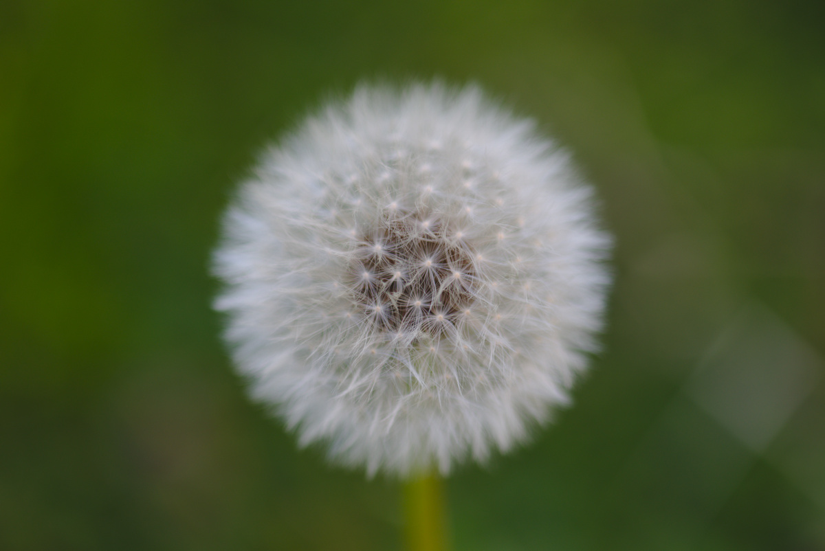 pusteblume.jpg