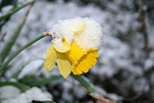 daffodil-in-the-snow.jpg