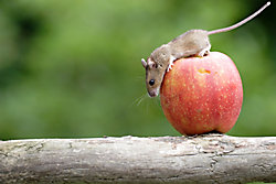 p_b_maus_1.jpg