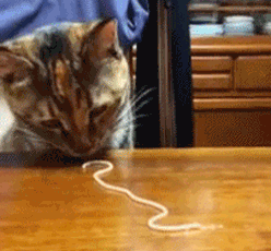 Step-Guide-on-How-to-Cook-with-Your-Cat10__605.gif