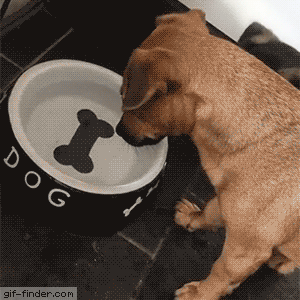 Dog-Tries-to-Grab-Bone-Painted-on-His-Water-Bowl.gif