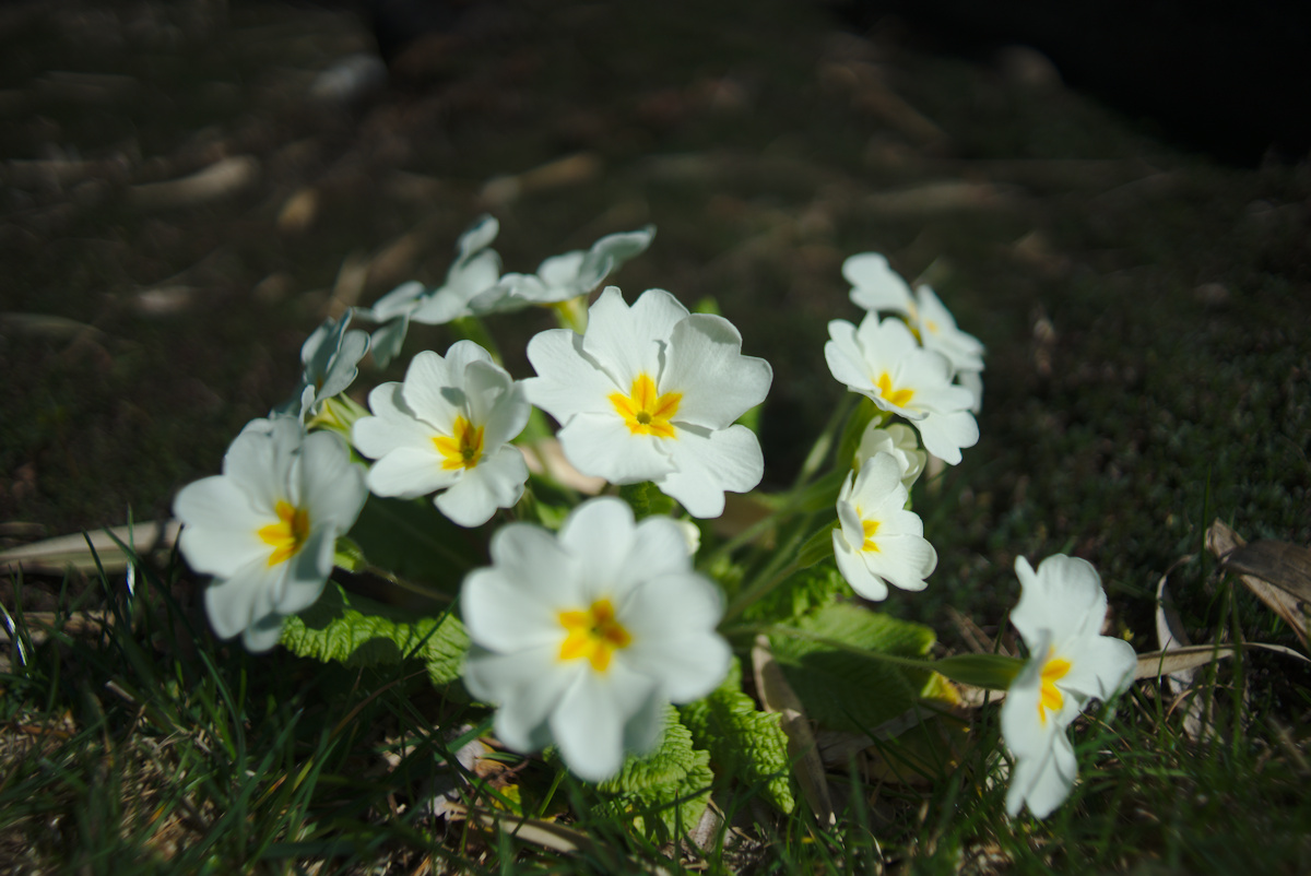 fruehling28mm4.jpg