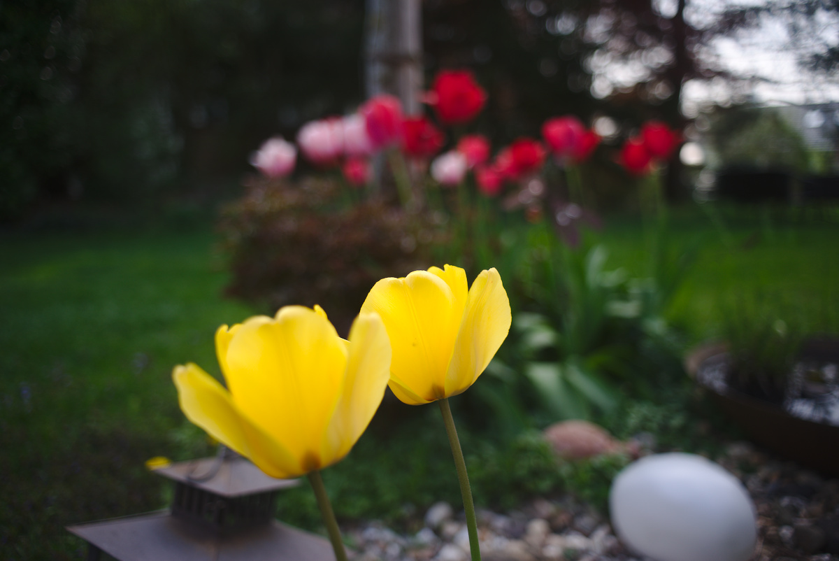 tulpen28mmtamron.jpg