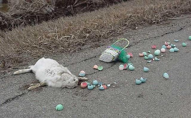 easter_roadkill.JPG