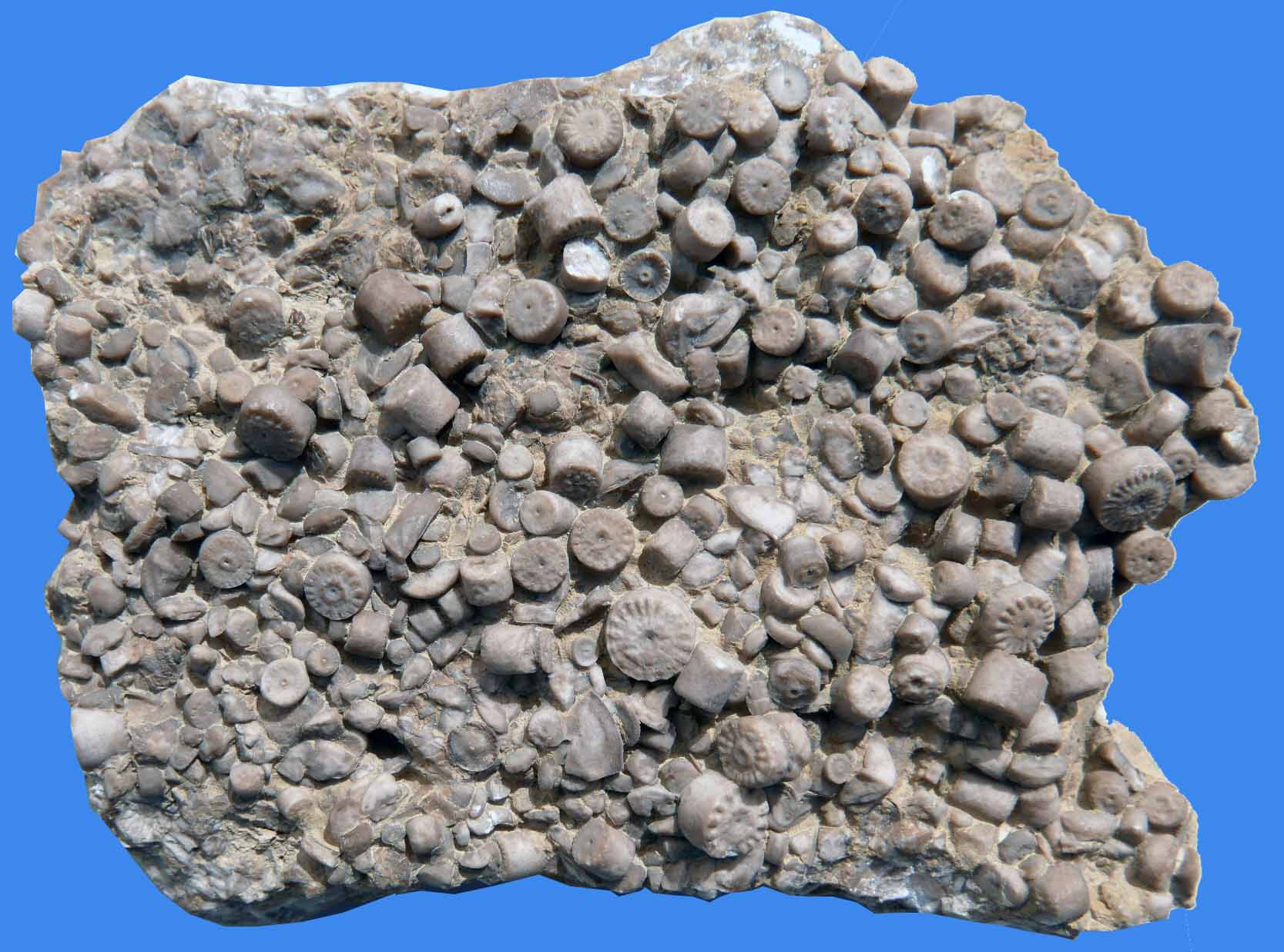 www.muschelkalkmuseum.org