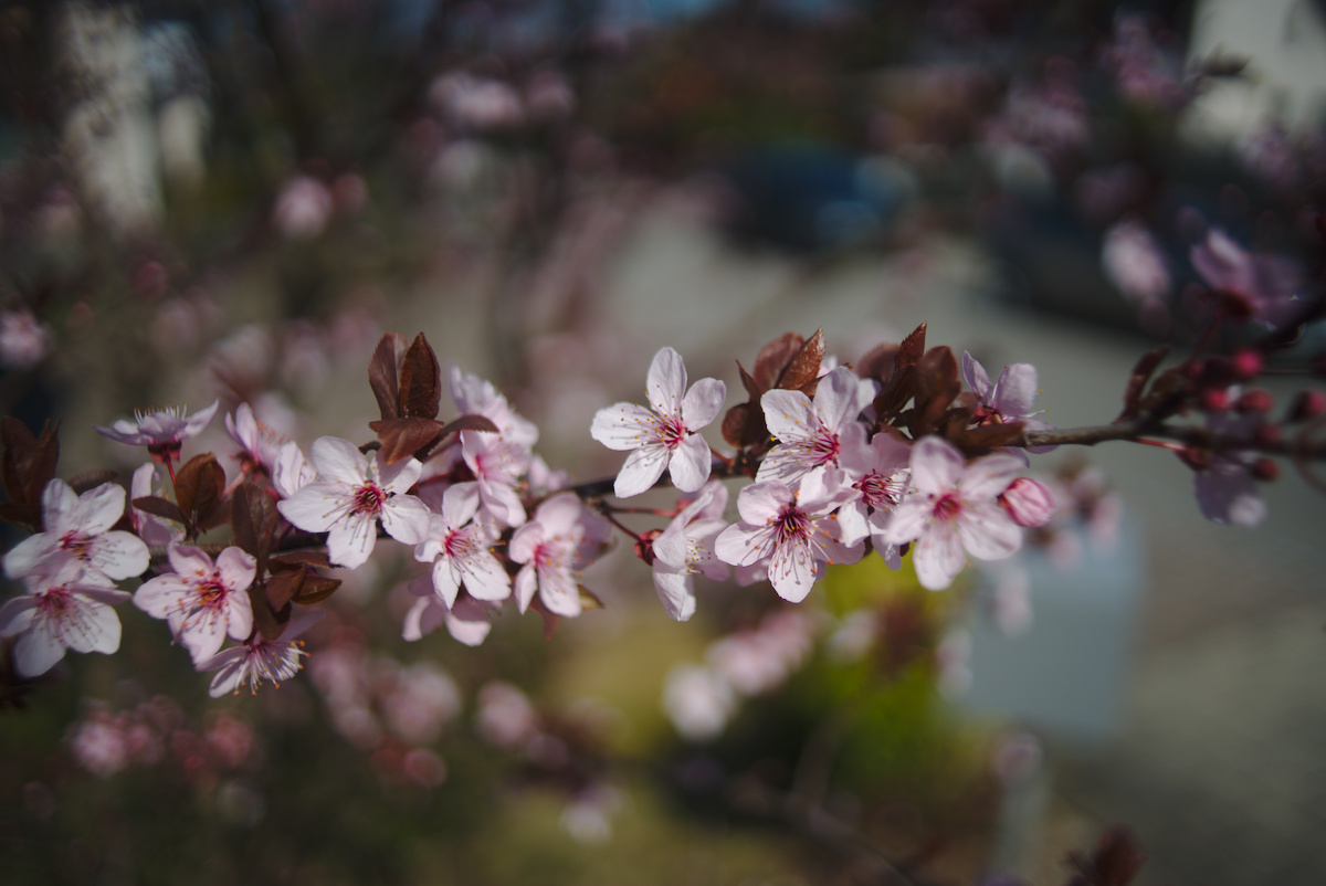 fruehling28mm1.jpg