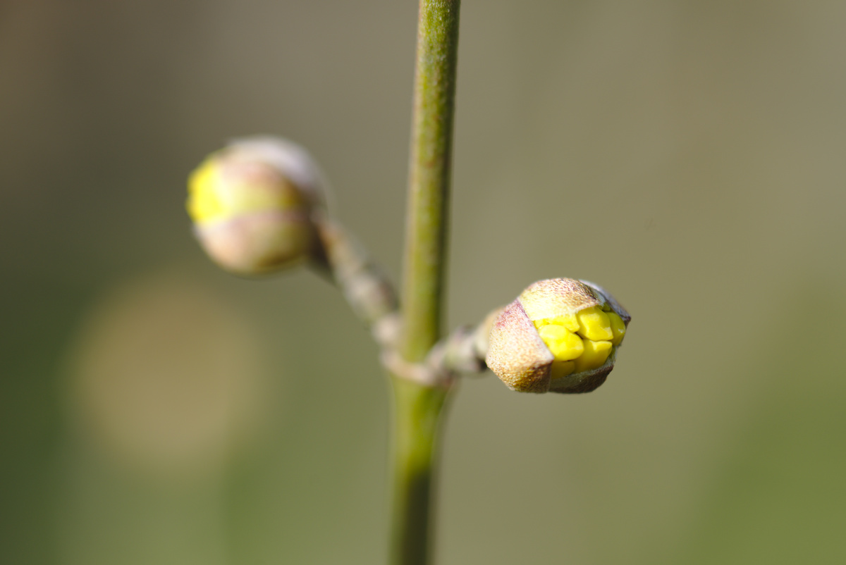 fruehling6.jpg