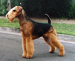 Airedale_Terrier.jpg