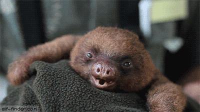 Adorable-Baby-Sloth-Yawning.gif