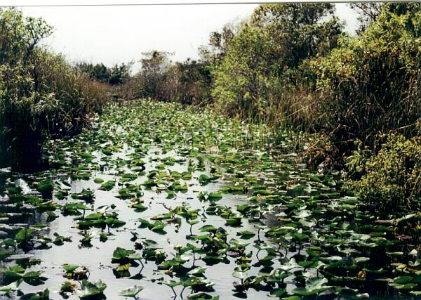 Everglades-12.jpg