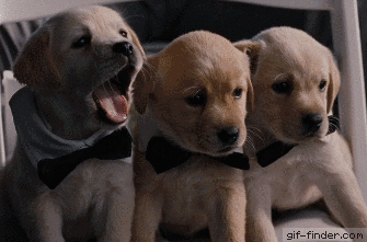 Three-Puppies-Yawning-in-Bow-Ties.gif