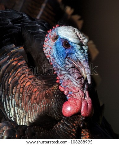 stock-photo-wild-turkey-gobbler-highly-detailed-head-shot-108288995.jpg