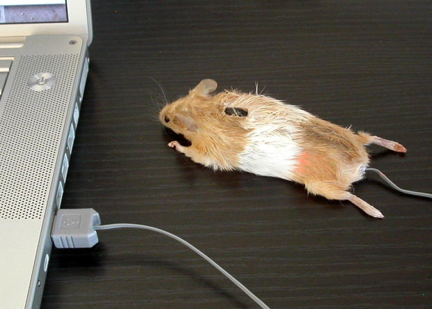 Mouse-Mouse.jpg