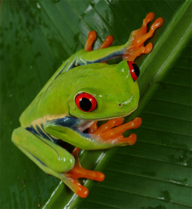 Red-Eye-Tree-Frog-7550.jpg