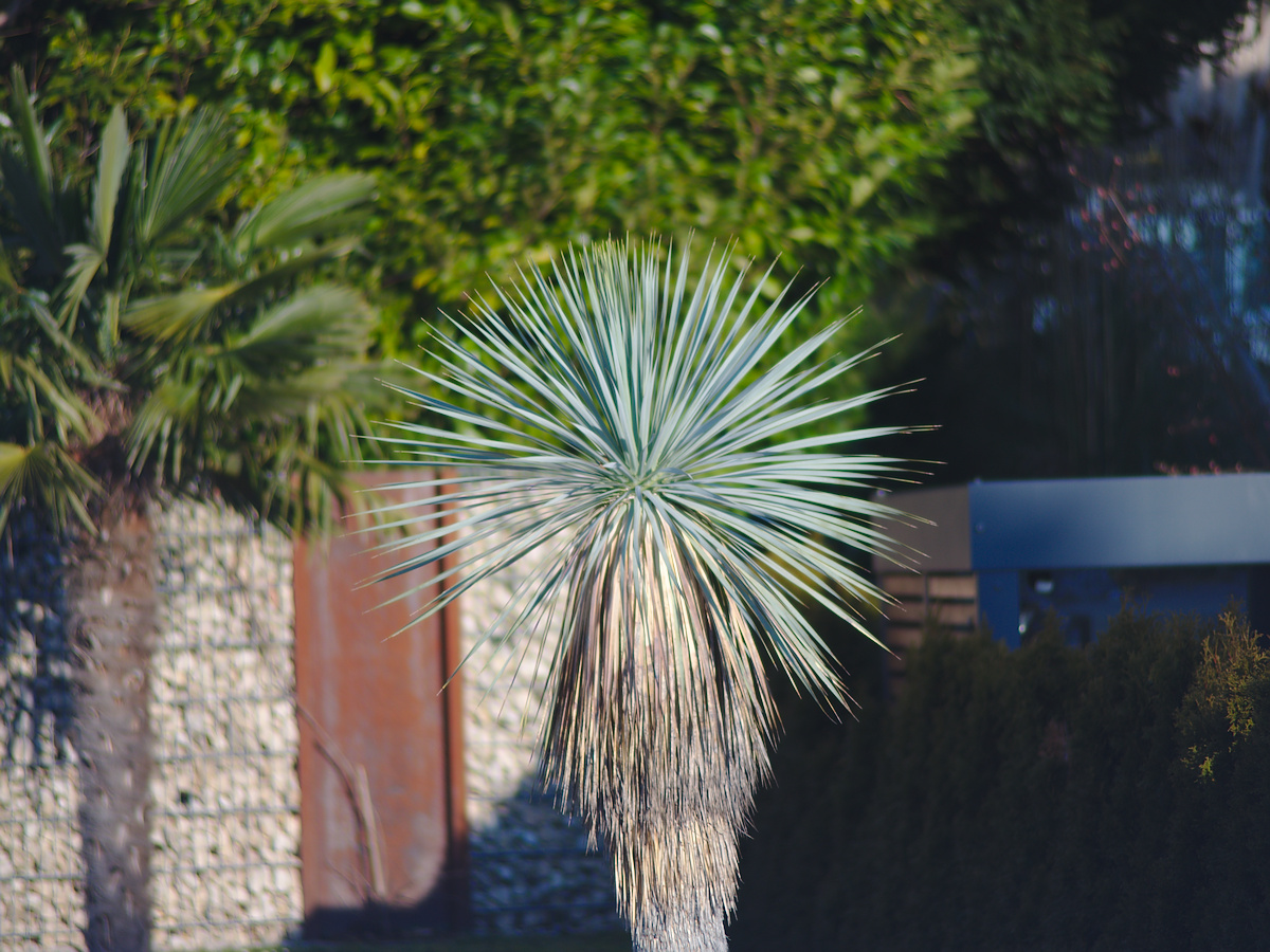 palme.series1.jpg