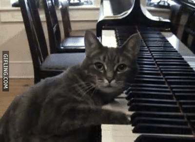 kitty-piano-D.gif