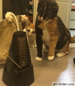 Cats-vs.-Metronome.gif