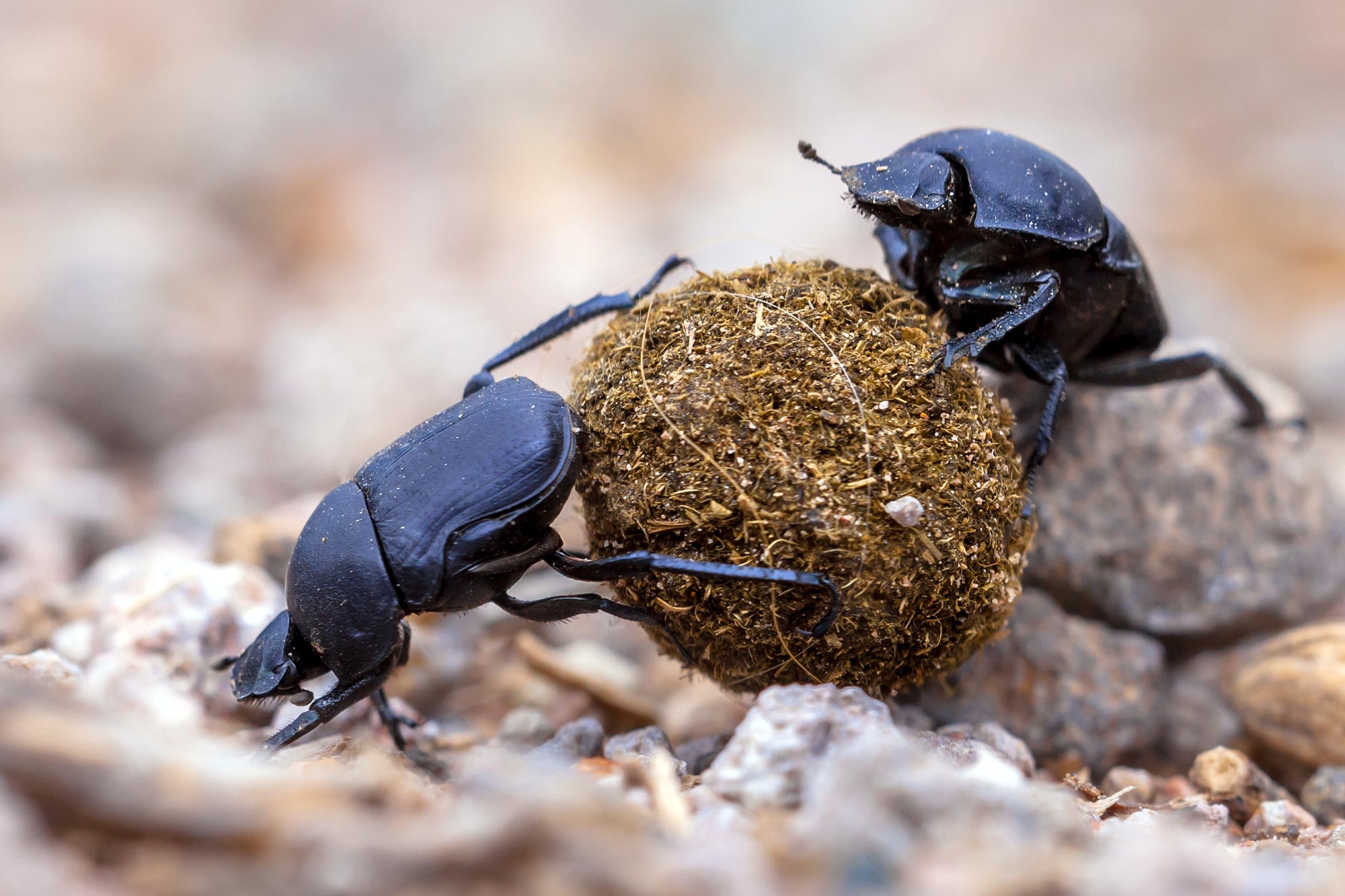 Dung-Beetles.jpg