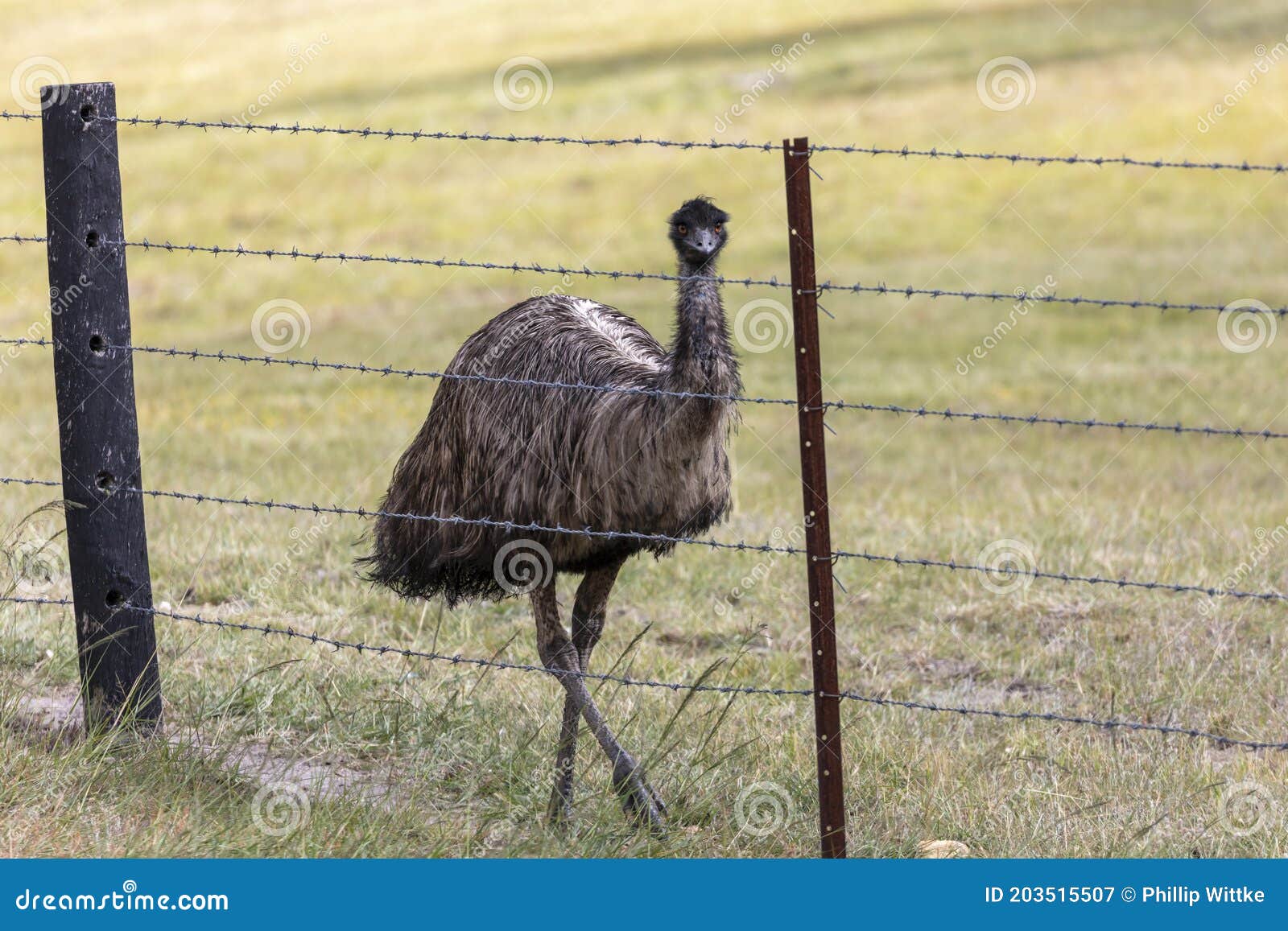 ein-australisches-emu-das-auf-einen-stacheldrahtzaun-regionaler-australien-geht-im-hinterland-203515507.jpg