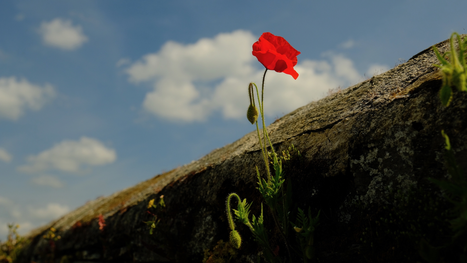 TonKlangLichterBlumenPrachtBretagneMai-11.jpeg