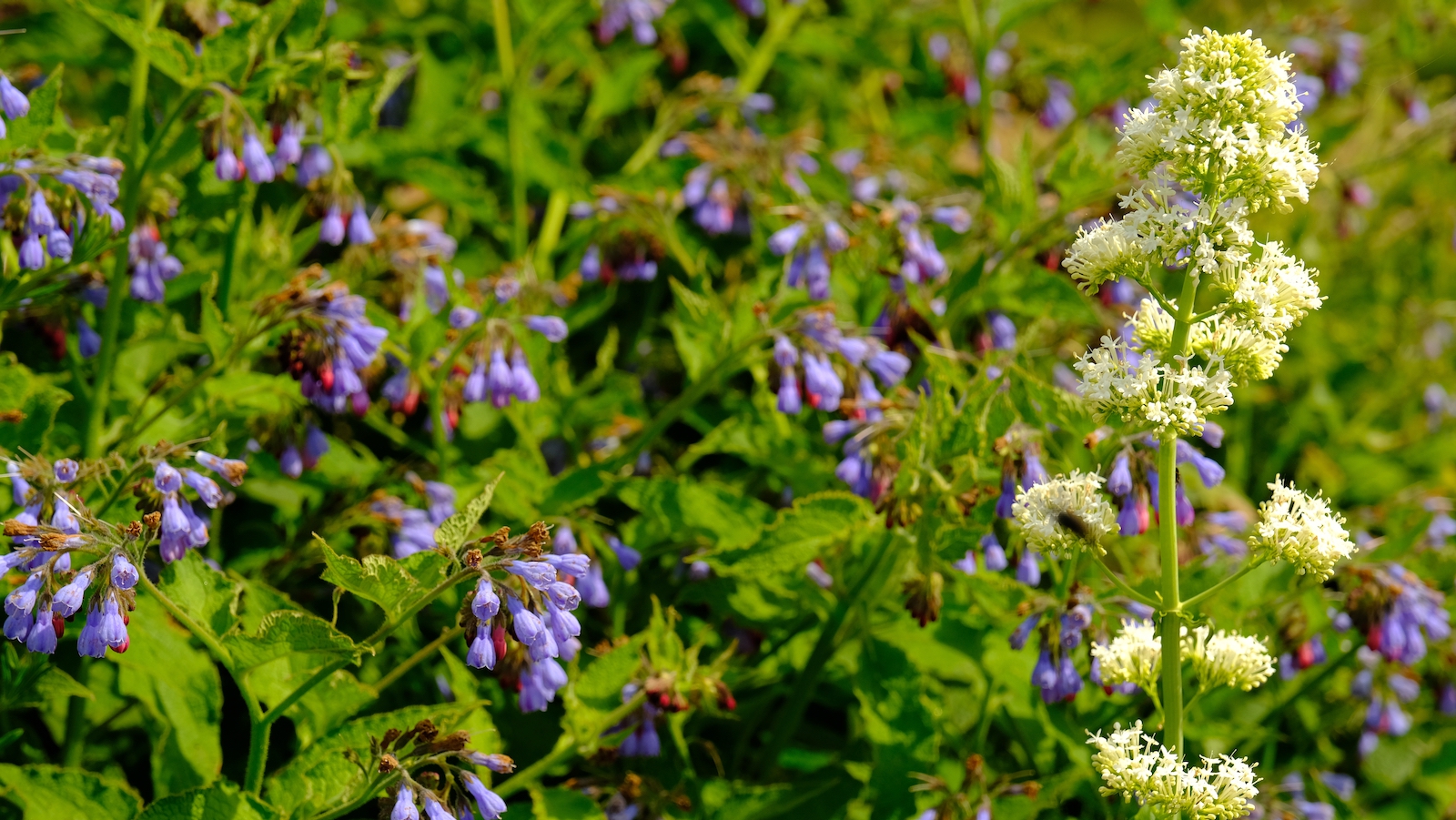 TonKlangLichterBlumenPrachtBretagneMai-16.jpeg