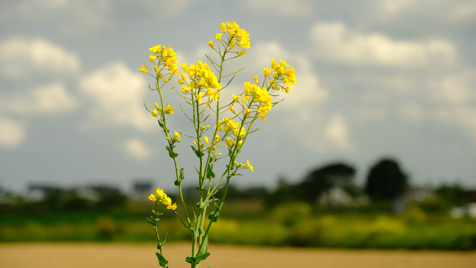 TonKlangLichterBlumenPrachtBretagneMai-20.jpeg