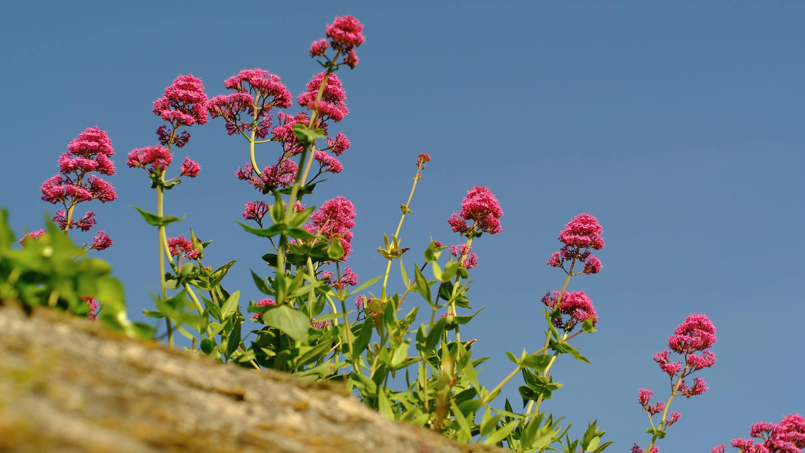 TonKlangLichterBlumenPrachtBretagneMai-23.jpeg