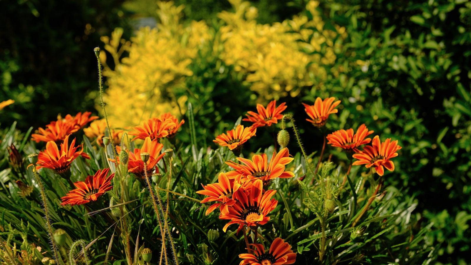 TonKlangLichterBlumenPrachtBretagneMai-7.jpeg