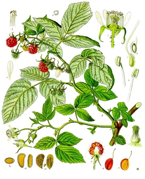 Rubus_idaeus_-_K%C3%B6hler%E2%80%93s_Medizinal-Pflanzen-124.jpg