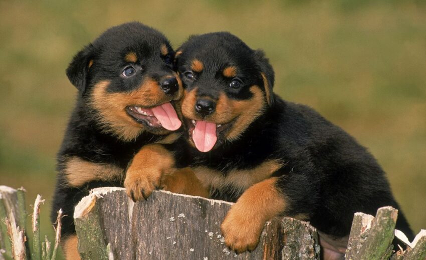 sibling-puppies-850x520.jpg
