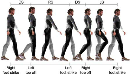 Definition-of-support-phases-of-a-locomotion-The-feet-events-are-under-the-figure-and.png